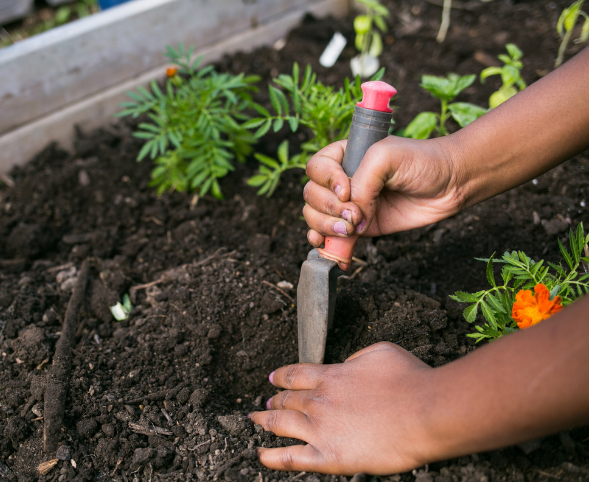 A photo of hands digging in rich soil with a garden trowel.