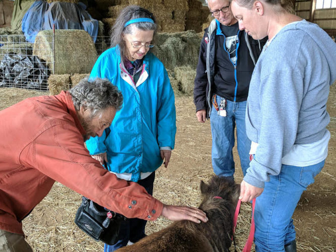 Four adults at a farm petting a toy pony